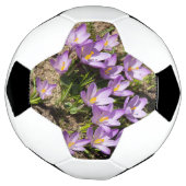 Crocus de printemps mignons (Tourné)