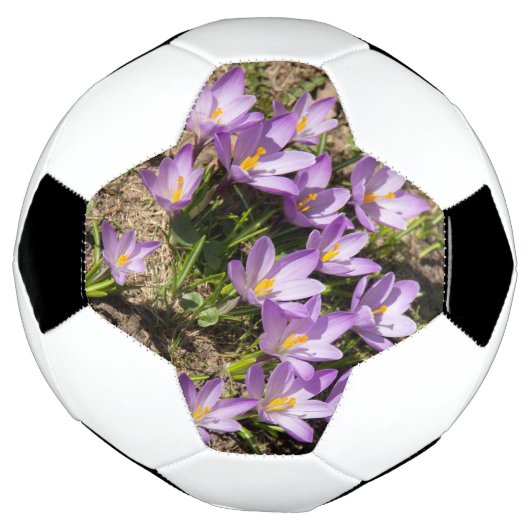 Crocus de printemps mignons (Tourné)