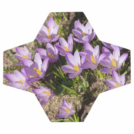 Crocus de printemps mignons (Plat)