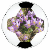 Crocus de printemps mignons (Devant)