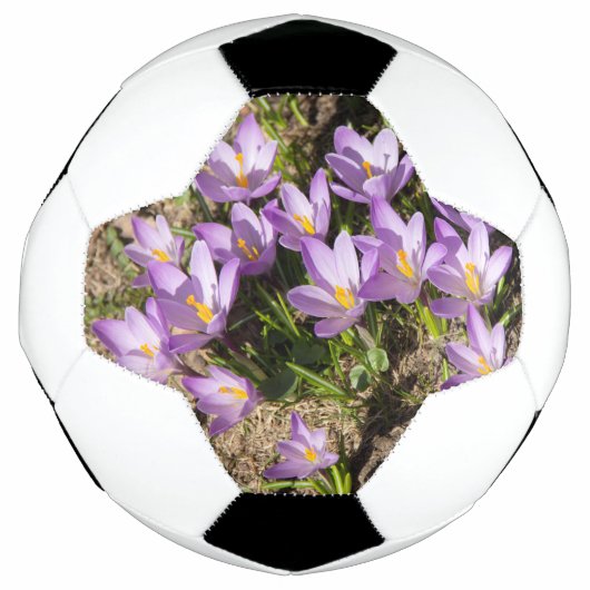 Crocus de printemps mignons (Devant)