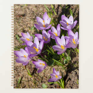 Crocus de printemps mignons