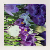 Crocus de printemps - puzzle (Horizontal)