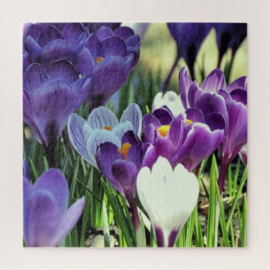 Crocus de printemps - puzzle (Vertical)