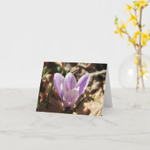 Crocus Emerging card (blanco)