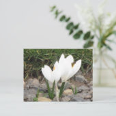 Crocus et la carte postale des abeilles (Debout devant)