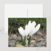 Crocus et la carte postale des abeilles (Devant / Derrière)