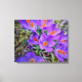 Crocus Fine Art Canvas Afdruk (Voorkant)