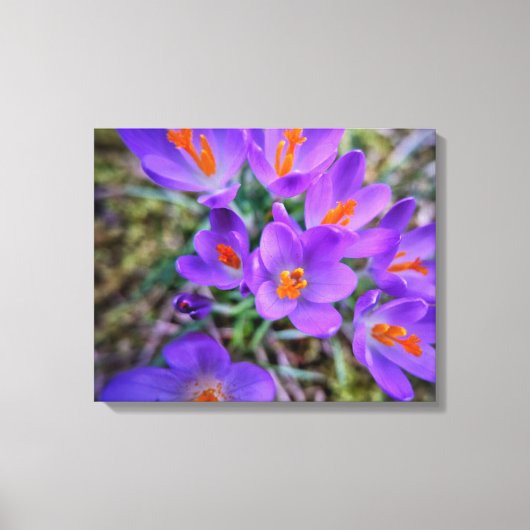 Crocus Fine Art Canvas Afdruk (Voorkant)