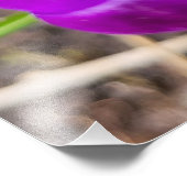 Crocus Foto Afdruk (Hoek)