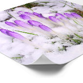 crocus in het sneeuwPoster Poster (Hoek)