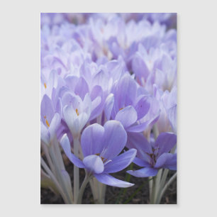 Crocus Ingepakt Canvasprint