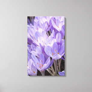 Crocus Ingepakt Canvasprint Canvas Afdruk