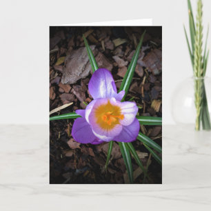 Crocus, kaart