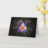 Crocus, kaart (Gele Bloem)