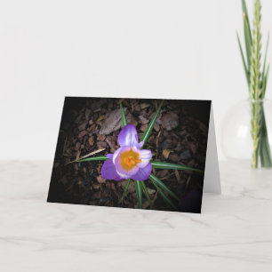 Crocus, kaart