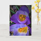 Crocus, kaart (Gele Bloem)