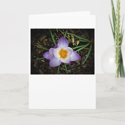Crocus, kaart (Voorkant)