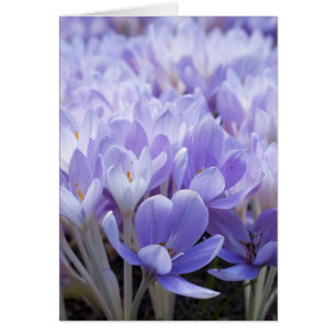 Crocus Kaart