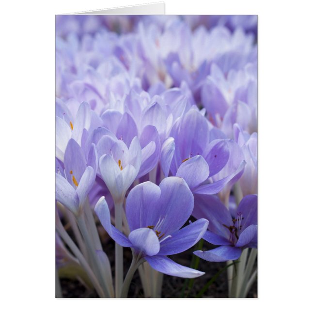 Crocus Kaart (Voorkant)