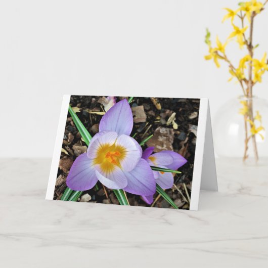 Crocus, kaart (Gele Bloem)