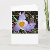 Crocus, kaart (Voorkant)