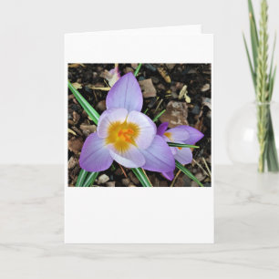 Crocus, kaart
