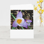 Crocus, kaart (Gele Bloem)