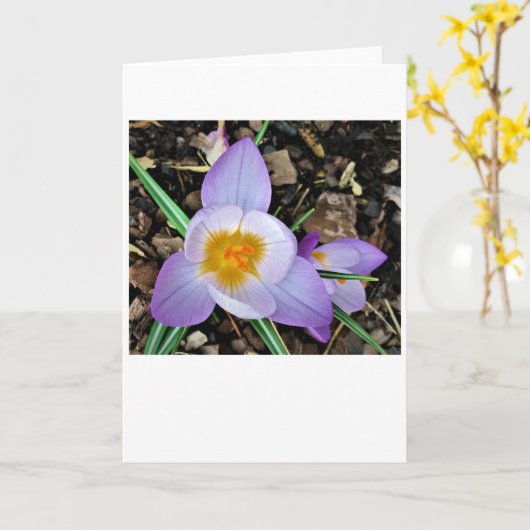 Crocus, kaart (Gele Bloem)