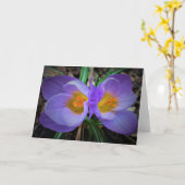 Crocus, kaart (Gele Bloem)