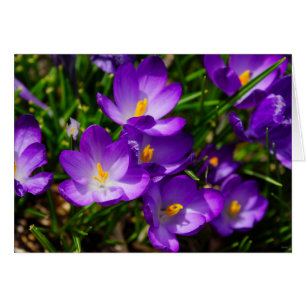 Crocus Lilac