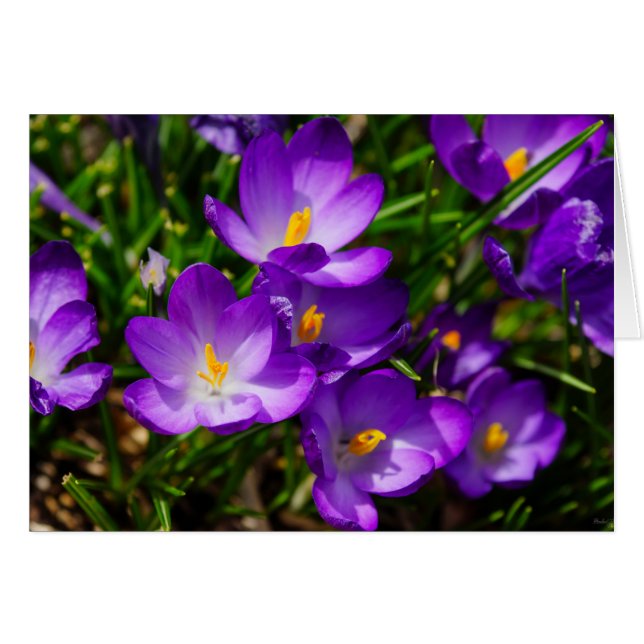 Crocus Lilac (Devant Horizontal)