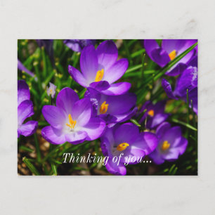 Crocus Lilas Pensées pour toi Carte postale
