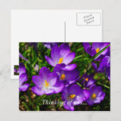 Crocus Lilas Pensées pour toi Carte postale (Devant / Derrière)