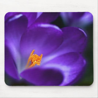 crocus muismat