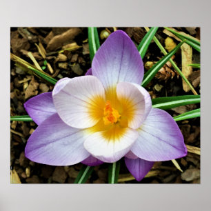 Crocus, Poster