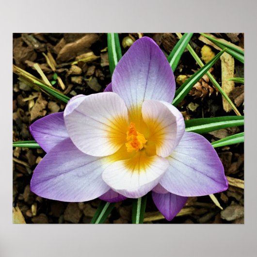 Crocus, Poster (Voorkant)