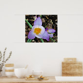 Crocus Poster (Keuken)