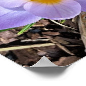 Crocus Poster (Hoek)