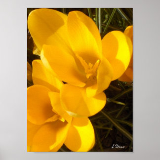 Crocus Poster