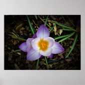 Crocus Poster (Voorkant)