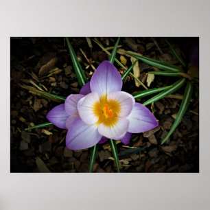 Crocus Poster