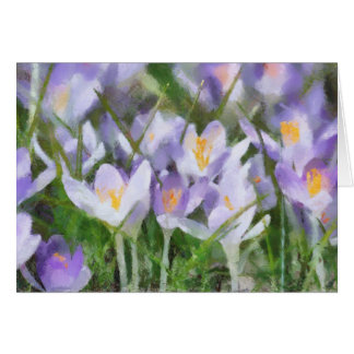 Crocus pourpre