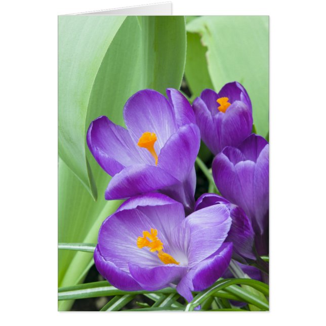 Crocus pourpre fleurit dans le jardin (Devant)