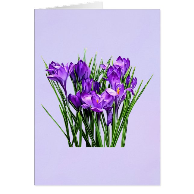 Crocus pourpres (Devant)