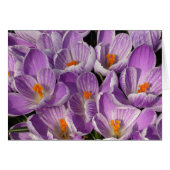 Crocus pourpres (Devant horizontal)