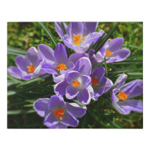 Crocus pourpres Faux Ressortissants Toile Envelopp