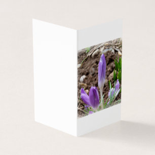 Crocus printaniers