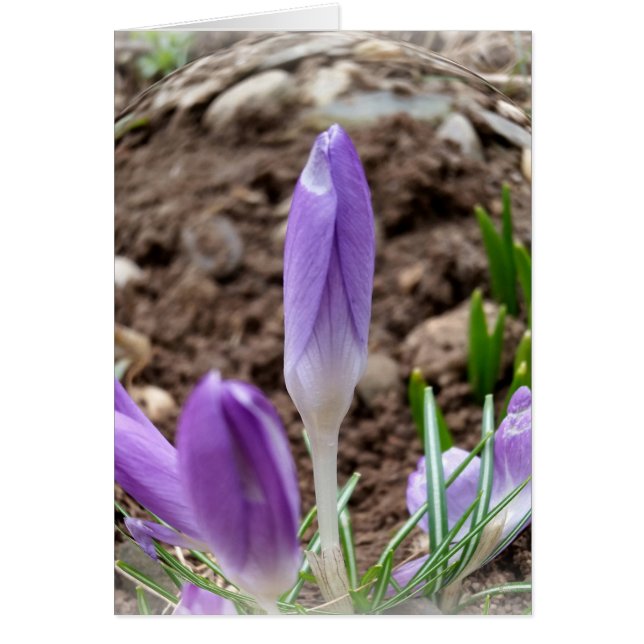 Crocus printaniers (Devant)