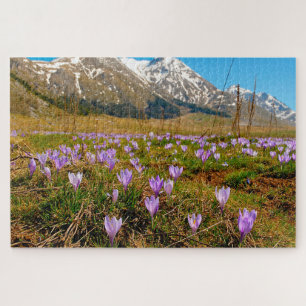 Crocus Puzzle Abruzzo Gran Sasso Italie.